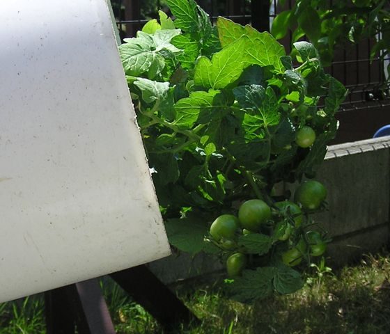 逆さまトマト栽培 Upside Down Tomatoes