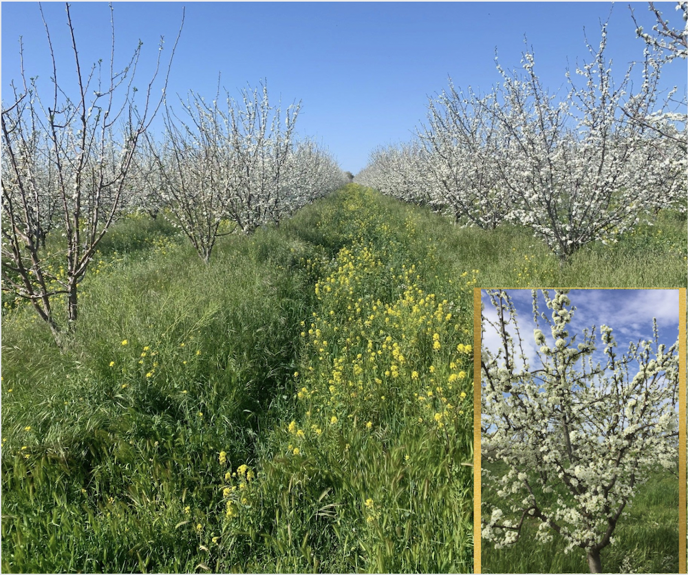 テイラーブラザーズ・ファームTaylor Brothers Farms アリサンオーガニックセンター Alishan Organic Center