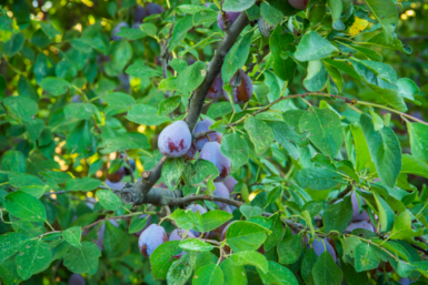 テイラーブラザーズファーム<br>Taylor Brothers Farms