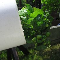 逆さまトマト栽培 Upside Down Tomatoes
