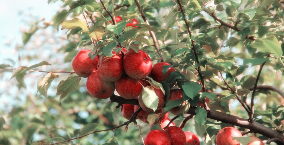 アップルサイダーって何? What is Apple Cider Vinegar?