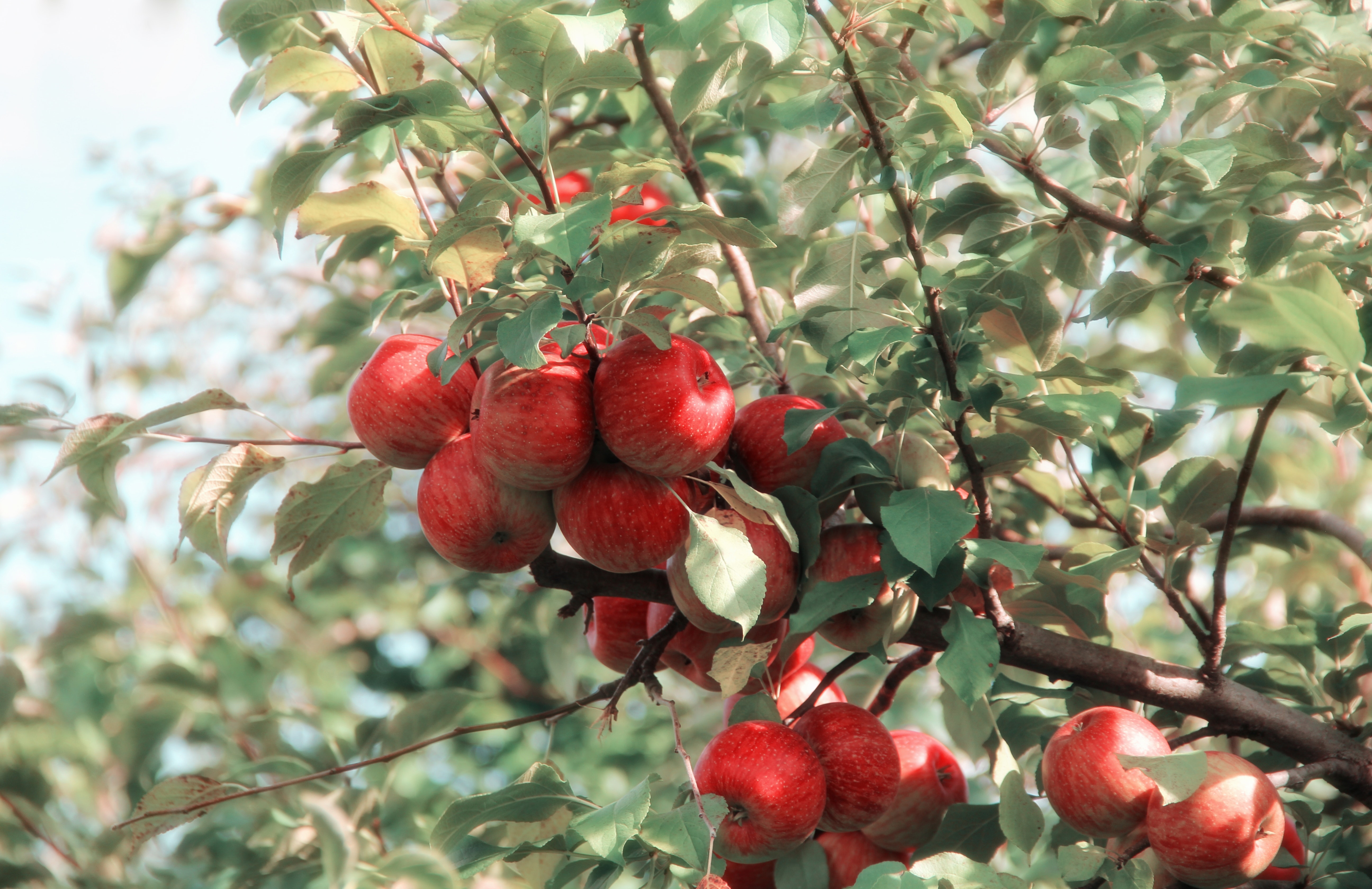 アップルサイダーって何? What is Apple Cider Vinegar? – アリサンオーガニックセンター Alishan Organic  Center